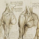 Kurzbiografie Leonardo da Vinci - Notizbuchseite mit anatomischen Studien der Hals-, Schulter-, Brust- und Armmuskulatur